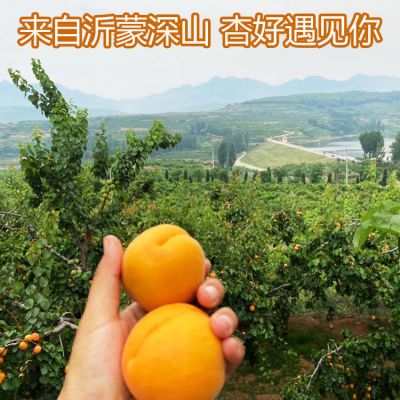 2022年新鲜杏子山东金太阳大黄杏当季孕妇水果甜杏酸甜时令杏