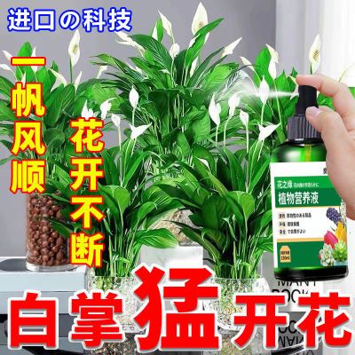 一帆风顺】红掌白掌专用肥营养液治黄叶烂根不开花花期短免稀释