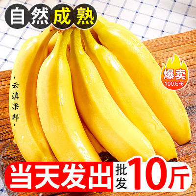 【批发价】新鲜云南高山特大香蕉现摘5/10斤薄皮超甜应季水果整箱