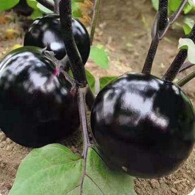 176159/新鲜圆茄子现摘现发应季蔬菜农家自种鲜嫩紫黑茄子整箱紫茄子四季