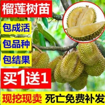 榴蓮苗嫁接南方北方種植果樹苗泰國榴蓮樹苗金枕頭盆栽苗當年結果