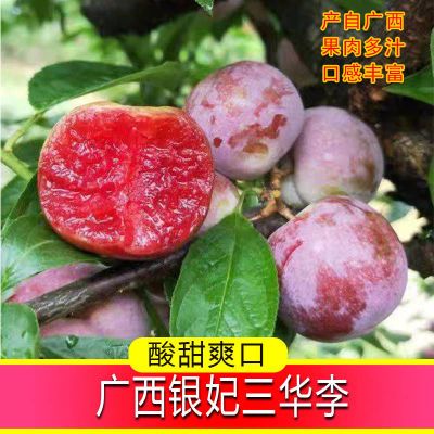 168125/正宗信宜钱排三华李现货现发红心李子孕妇当季水果新鲜一整箱大果