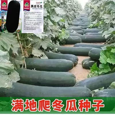 广东黑皮冬瓜种子满地爬黑美人不搭架特大四季超大号炮弹蔬菜种子