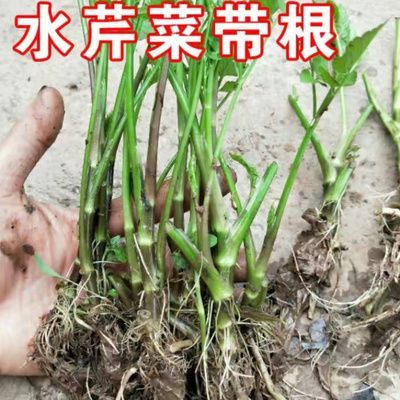 大别山现釆野生水芹菜带根  四季食用蔬菜净水质盆栽可庭院可阳台