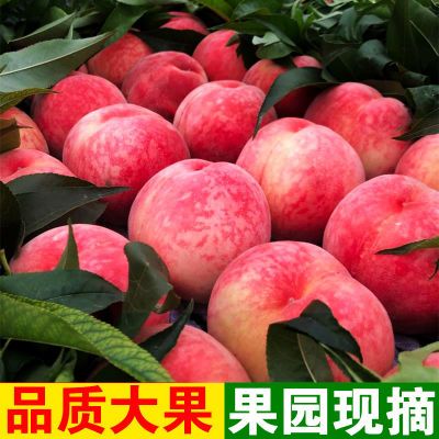 水蜜桃9斤桃子新鲜现摘毛桃5/3斤当季应季水果脆甜桃水蜜桃整箱批