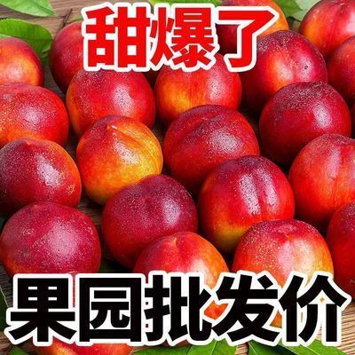 【爆甜】现摘黄心油桃3/5/6斤水果新鲜黄非水蜜桃毛桃脆桃子批发