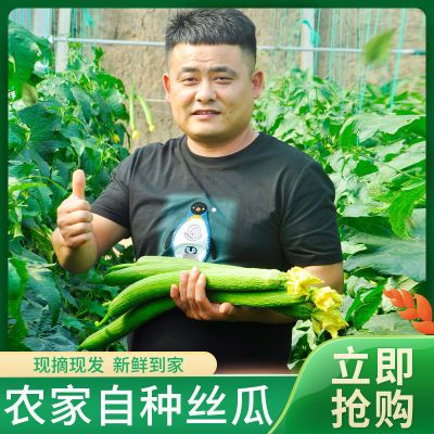 丝瓜新鲜蔬菜绿皮线丝瓜时令蔬菜农家自种长丝瓜寿光直发丝瓜批发
