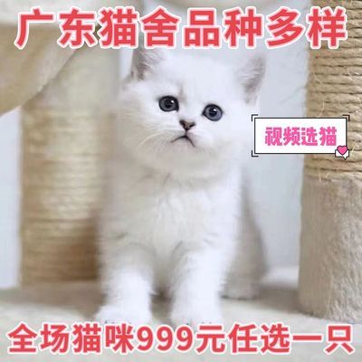 广东发货纯种渐层猫 银渐层幼猫金建成幼猫银白色建层猫 猫 活体