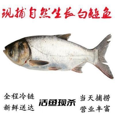 微山湖生态白鲢鱼现杀生态白鲢鱼鲢鱼新鲜鲢鳙鱼淡水大鱼