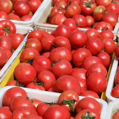 沙瓤西红柿新鲜番茄水果蔬菜非普罗旺斯小番茄生吃洋柿子超甜批发