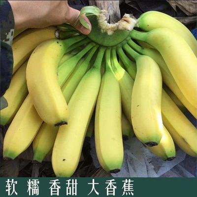 云南大香蕉新鲜0斤自然熟当季水果芭蕉非广西小米蕉苹果蕉甜香蕉