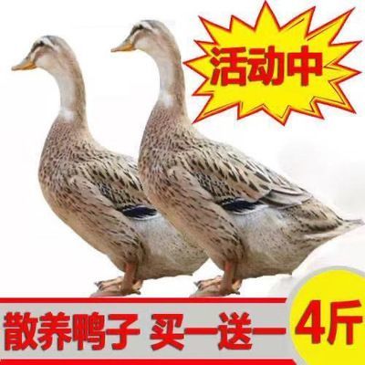 【买一送一】农家散养鸭子现杀新鲜鸭子肉老鸭土鸭水鸭白条鸭整只