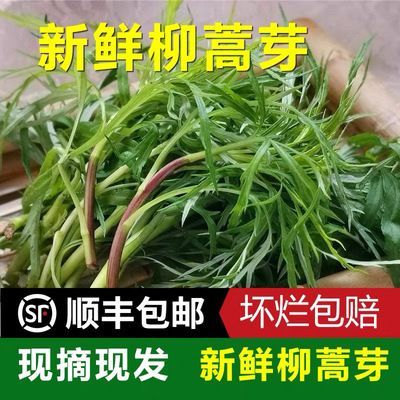 顺丰包邮:陆地野生柳蒿芽,现挖新鲜的柳蒿芽山野菜,柳蒿菜水蒿