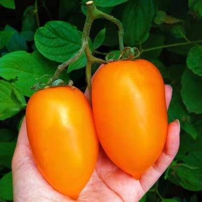 农家特产黄罗曼柿子 新鲜黄柿子 水果柿子 黄罗曼西红柿包邮