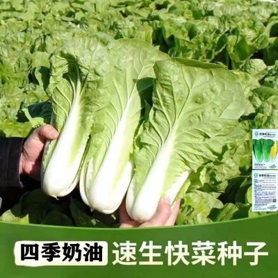 奶油快菜种子28天速生小白菜种子农家菜园阳台春夏秋四季播蔬菜子