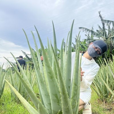 库拉索芦荟美容院专用灌肤补水叶片盆栽绿植食用招财仙人掌防辐射