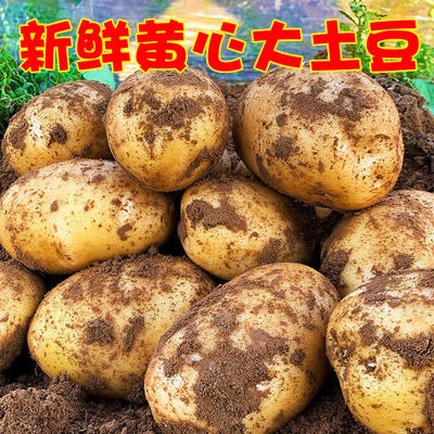 土豆黄皮黄心洋芋当季新鲜农家自种马铃薯