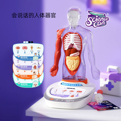 科学罐头人体解剖模型器官可拆卸儿童教学玩具我们的身体语音百科