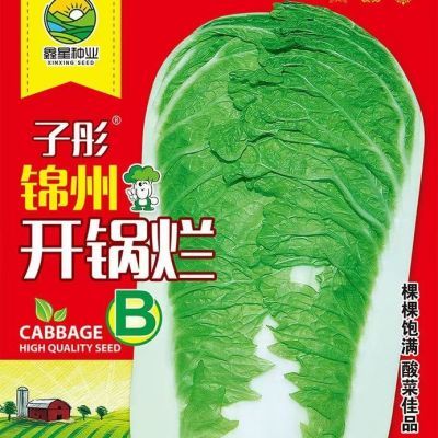 锦州开锅烂B大白菜种子东北腌酸菜冬储当季全新优质蔬菜种子