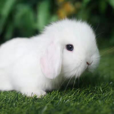 小兔子活体迷你侏儒兔活物长不大小型茶杯兔纯种宠物兔活物垂耳兔【10月26日发完】