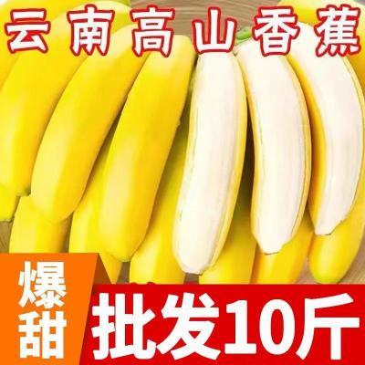 176545/香蕉云南新鲜现摘自然熟不打药高山甜批发价个大香甜米蕉应季水果