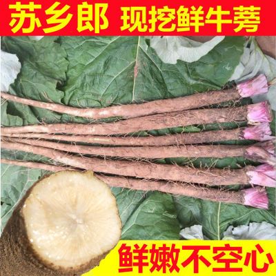 现挖鲜牛蒡徐州农家自产自销两年生牛膀新鲜牛蒡根牛旁茶特级正品优惠商品图片