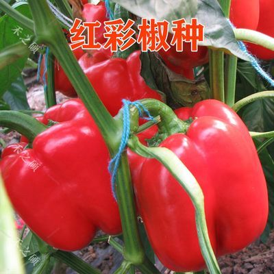红彩椒进口辣椒种子红颜灯笼甜椒大果甜脆肉厚甜辣型早熟蔬菜种