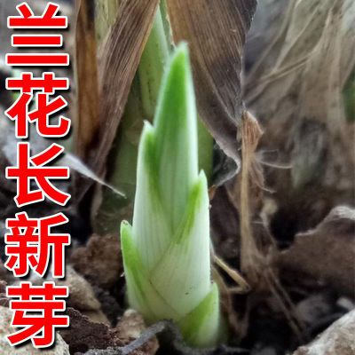 【兰花促花促芽】营养液黑斑焦尖生根防烂根药催芽催花爆根剂护根