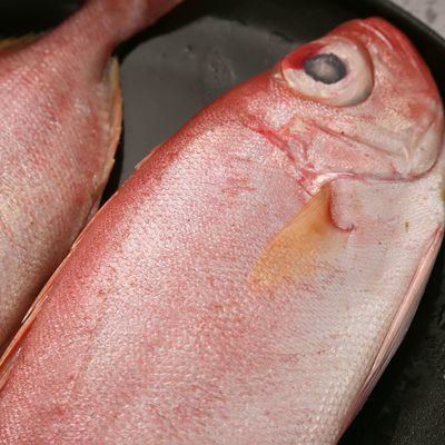 新鲜野生大眼睛鱼海鲜大海莲大眼鲷红目鲢大眼鸡婆海鱼5斤装鲜活