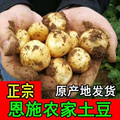 24年正宗恩施黄心小土豆农家新鲜硒都洋芋蔬菜高山马铃薯2/9斤