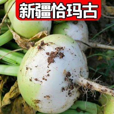 3/5斤新疆恰玛古新货蔓菁芜菁调理身体酸碱平衡新鲜强碱性蔬菜