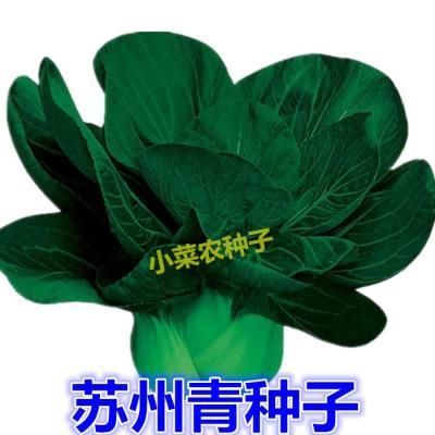 苏州青菜籽种子黑美人小白菜种籽上海青油菜四川秋冬季田园蔬菜孑