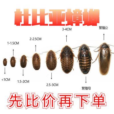 杜比亚蟑螂幼体蜥蜴鬃狮守宫芦丁鸡仓鼠刺猬金丝熊画眉活体饲料