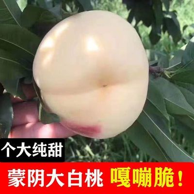 沂蒙大白桃脆甜新鲜山东大白桃孕妇水果白玉凤8号映霜红白桃