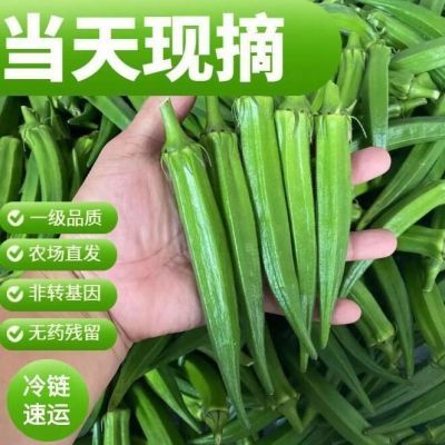 [现摘现发]福建漳州新鲜秋葵羊角豆水果秋葵蔬菜秋葵黄秋葵包邮