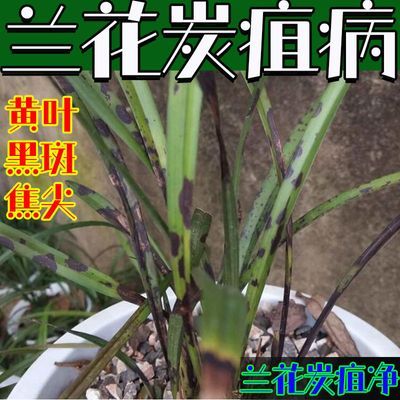 兰花黑斑黄叶焦尖炭疽病】营养液烂根软腐兰花专用肥一喷绿新型肥