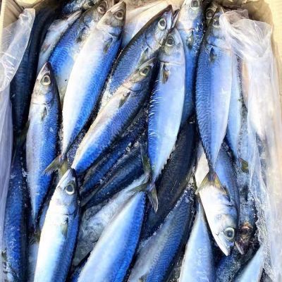 新鲜冷冻青鱼鲐鲅鱼青占鱼青条鱼10斤20斤一斤2到3条整箱批发包邮