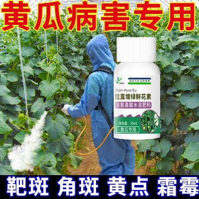 黄瓜专用药黄瓜病全治霜霉病靶斑病角斑病白粉病真菌细菌病毒专用