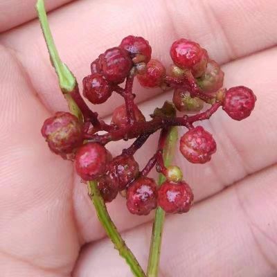 新鲜花椒陕西大红袍嫩花椒现摘现发湿花椒红花椒生花椒制作花椒油