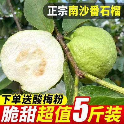 产地直销新鲜正宗南沙超爽甜番石榴白心芭乐低糖孕妇水果包邮