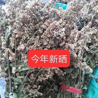 新鲜高山野生六月霜茶防中暑解暑热夏天刘寄奴奇蒿干品晒干陈年