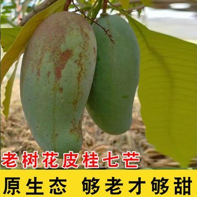 桂七芒果水果新鲜应季水果第一名批发市场芒果批发大芒果批发1O斤