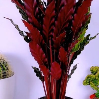 紫背波浪竹芋网红植物好养斑马绒净化空气吸甲醛办公室客厅盆栽