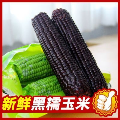 2024年【新玉米】甜糯黑玉米山西忻州(221g以上10根装