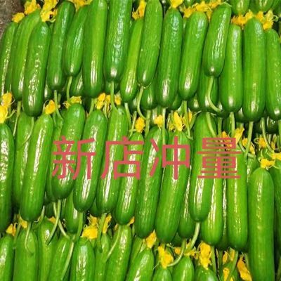 无刺小黄瓜新鲜生吃水果小无刺小黄瓜脆甜小青瓜山东寿光水果黄瓜