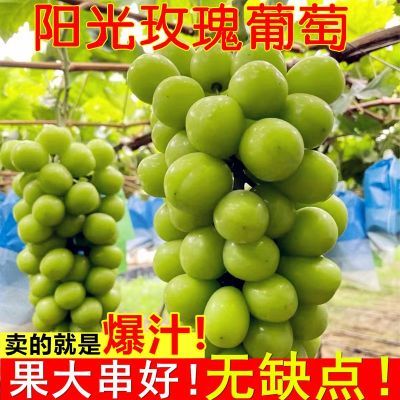 阳光玫瑰 晴王 葡萄果园 阳光玫瑰