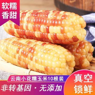 云南普洱香糯小玉米玉米真空包装非转基因糯玉米甜糯代餐粘玉米