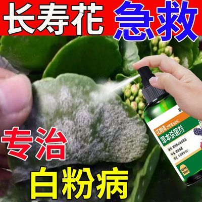 白粉病急救】长寿花白粉病专用杀菌剂月季多肉黑斑病花卉绿植通用