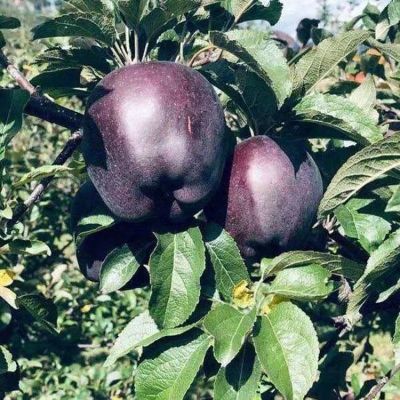 新品种正宗嫁接西藏黑苹果高原早熟黑钻苹果树苗地载南北方种植