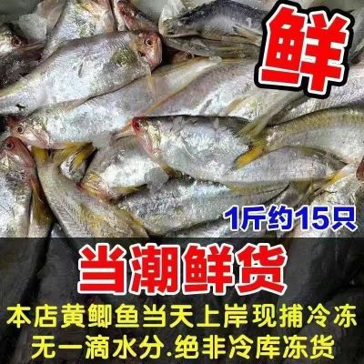 新鲜鱼黄尖子毛扣扣马口鱼烤子鱼钓鱼鲜活黄尖子鱼新鲜黄鲫油扣